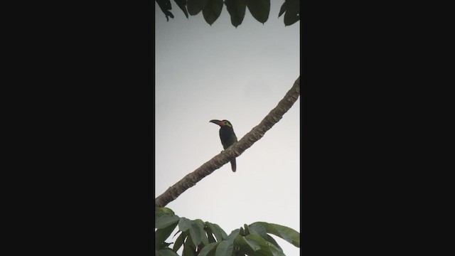 Guianan Toucanet - ML320339621