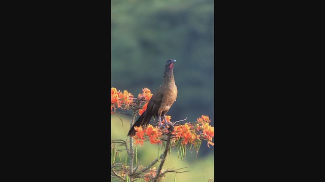 Rufous-vented Chachalaca - ML320341831
