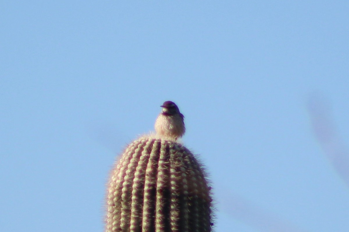 Troglodyte des cactus - ML320342471