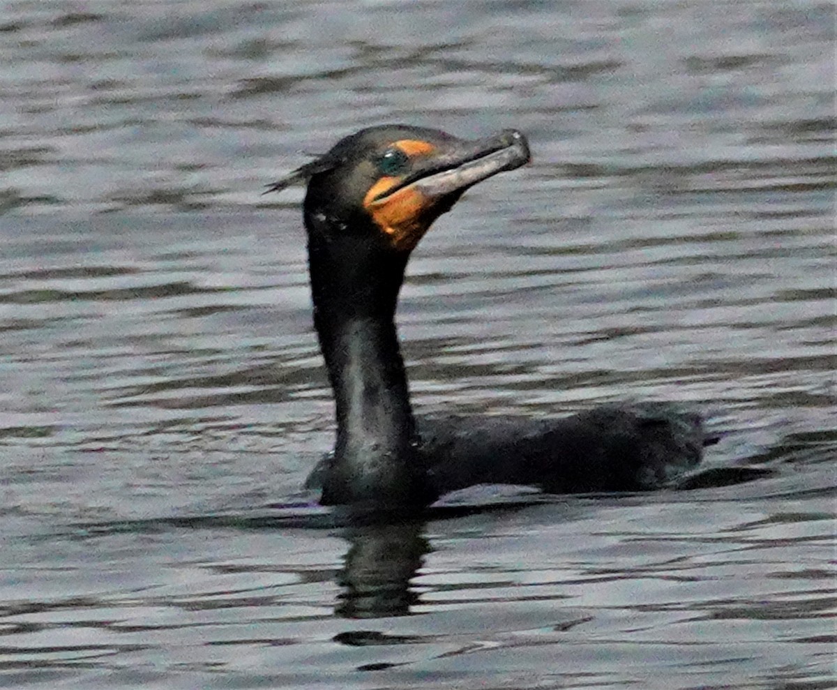 Double-crested Cormorant - ML320344211