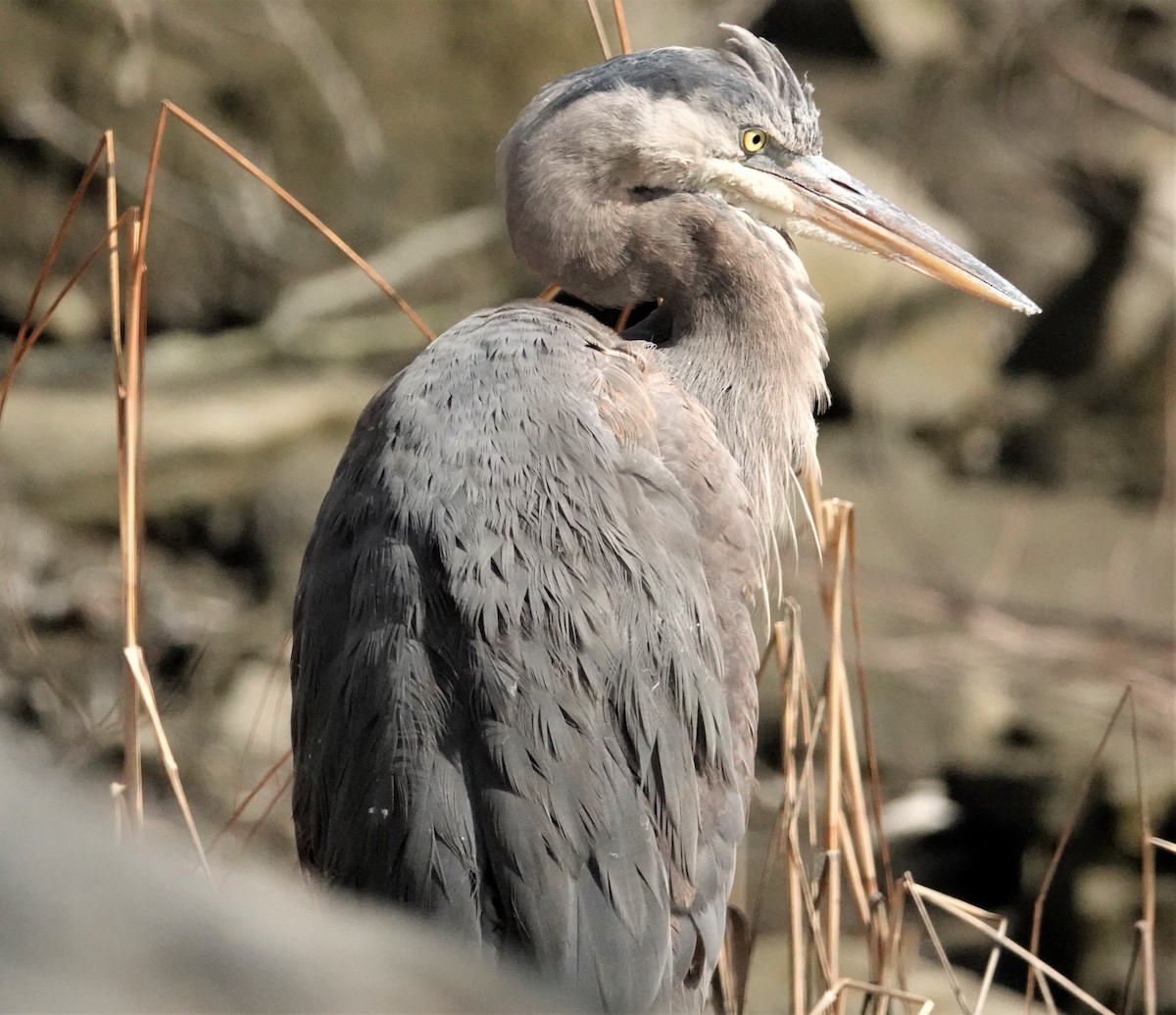 Great Blue Heron - ML320344511