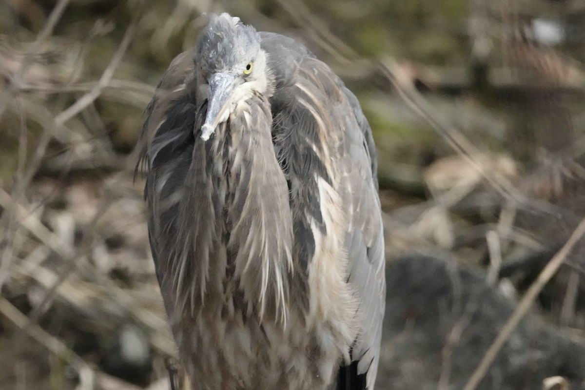 Great Blue Heron - ML320344641