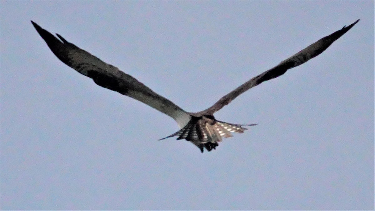 Osprey - Cynthia Ehlinger