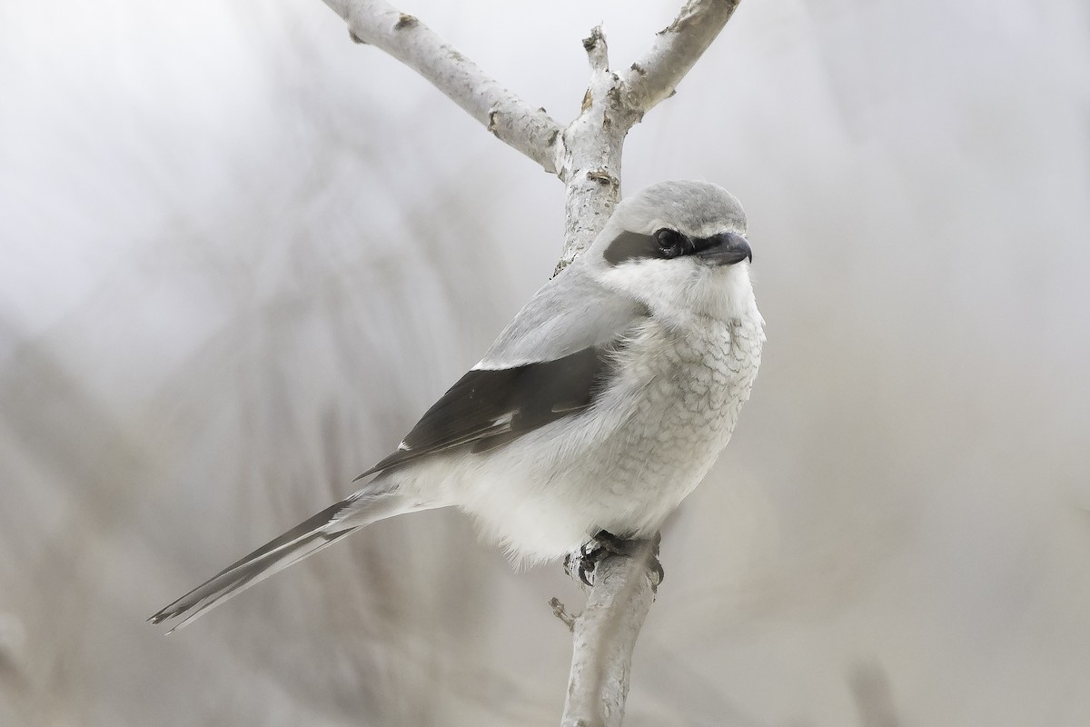 Northern Shrike - ML320345061