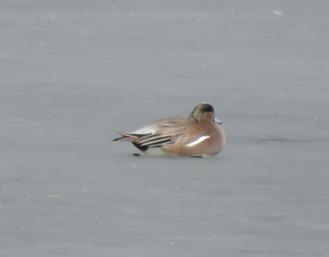 American Wigeon - ML320345141