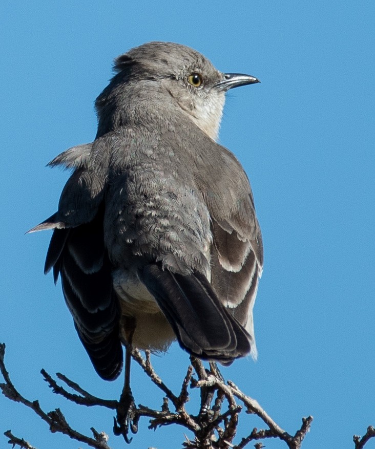 Northern Mockingbird - Megan Taggart