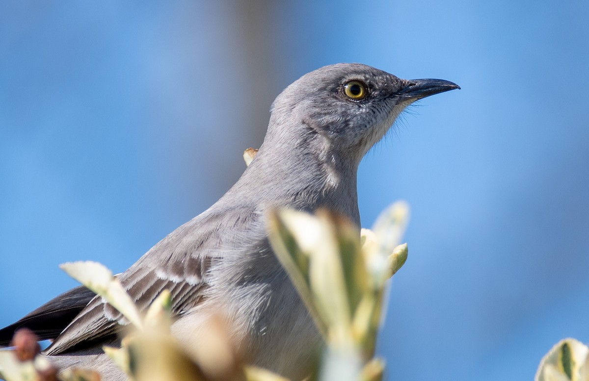 Northern Mockingbird - Megan Taggart