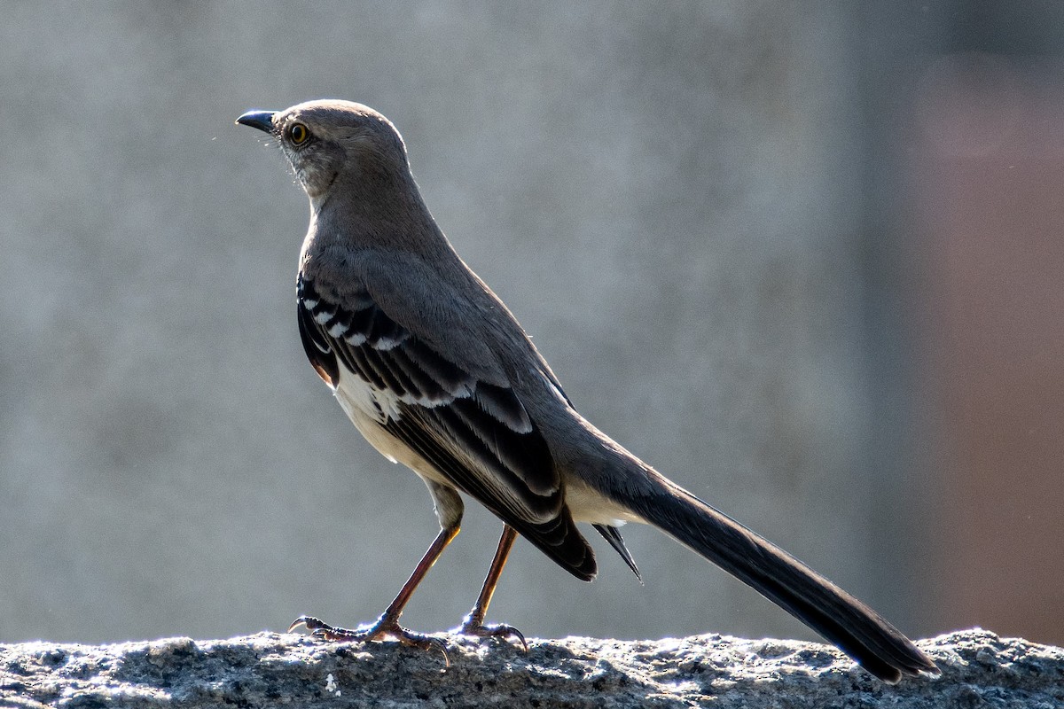 Northern Mockingbird - Megan Taggart