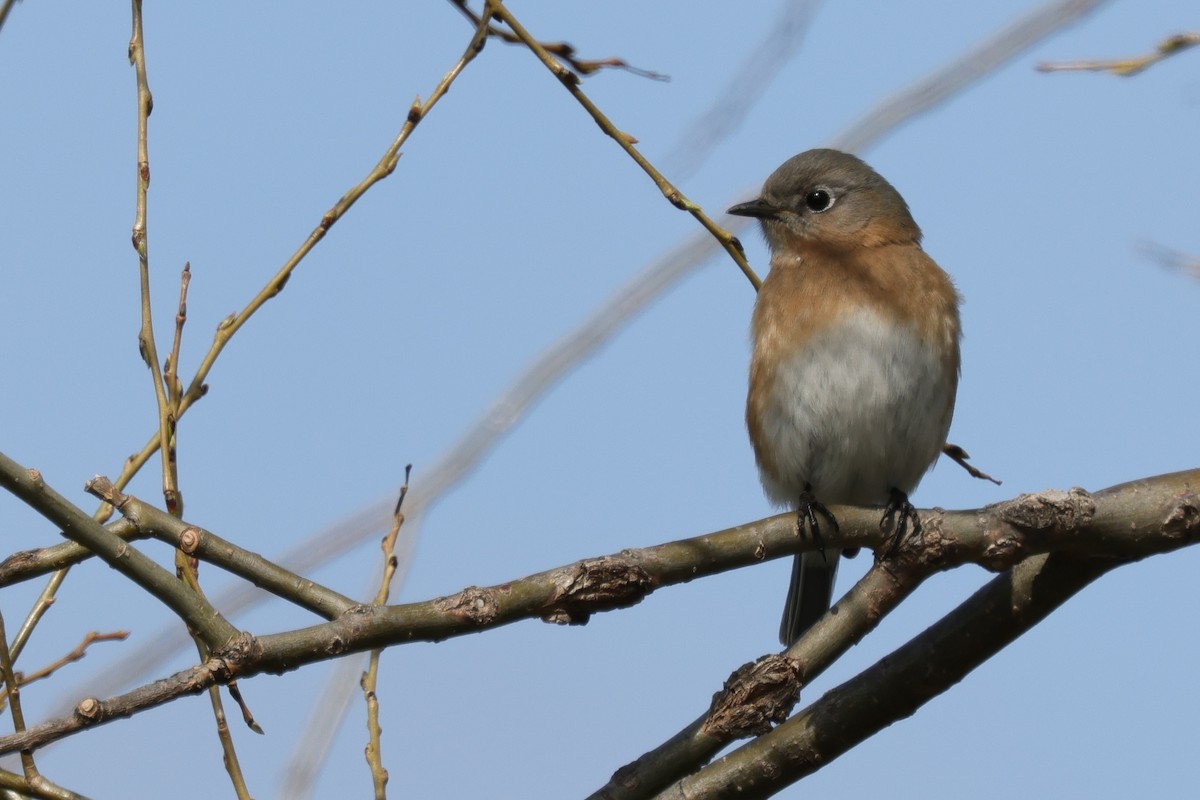 Eastern Bluebird - ML320346851