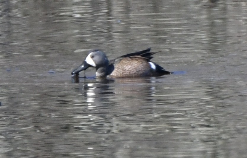 Blue-winged Teal - Alissa Kegelman