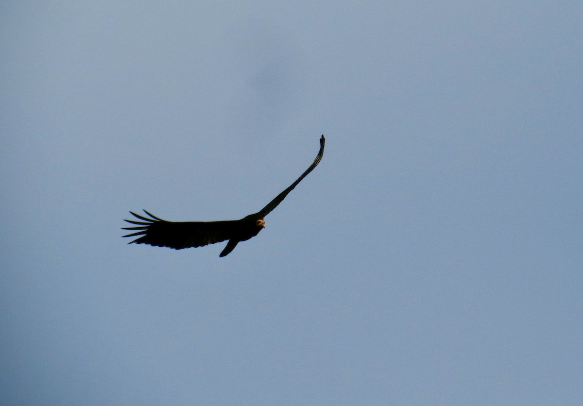 Greater Yellow-headed Vulture - ML320347391