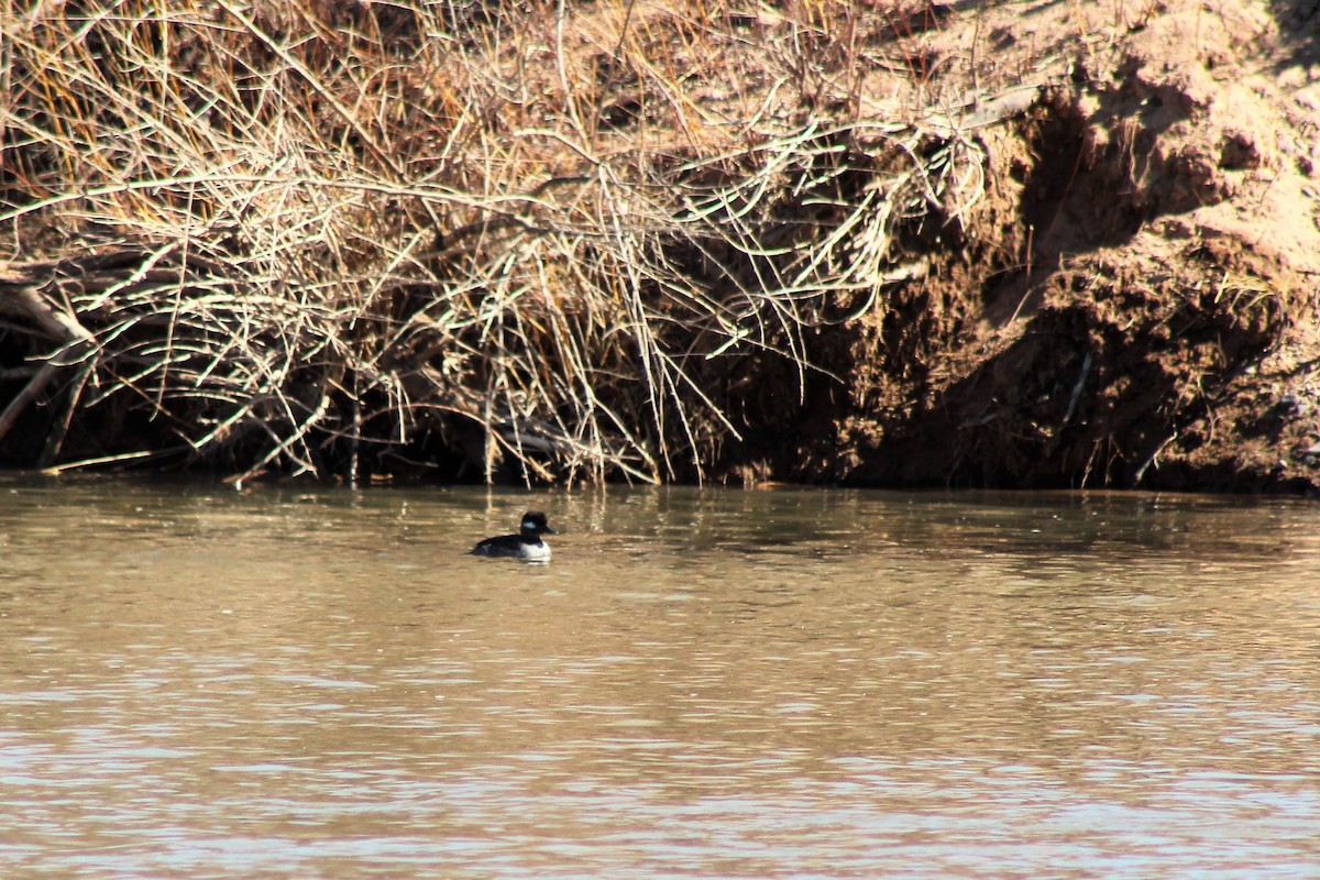 Bufflehead - ML320349101