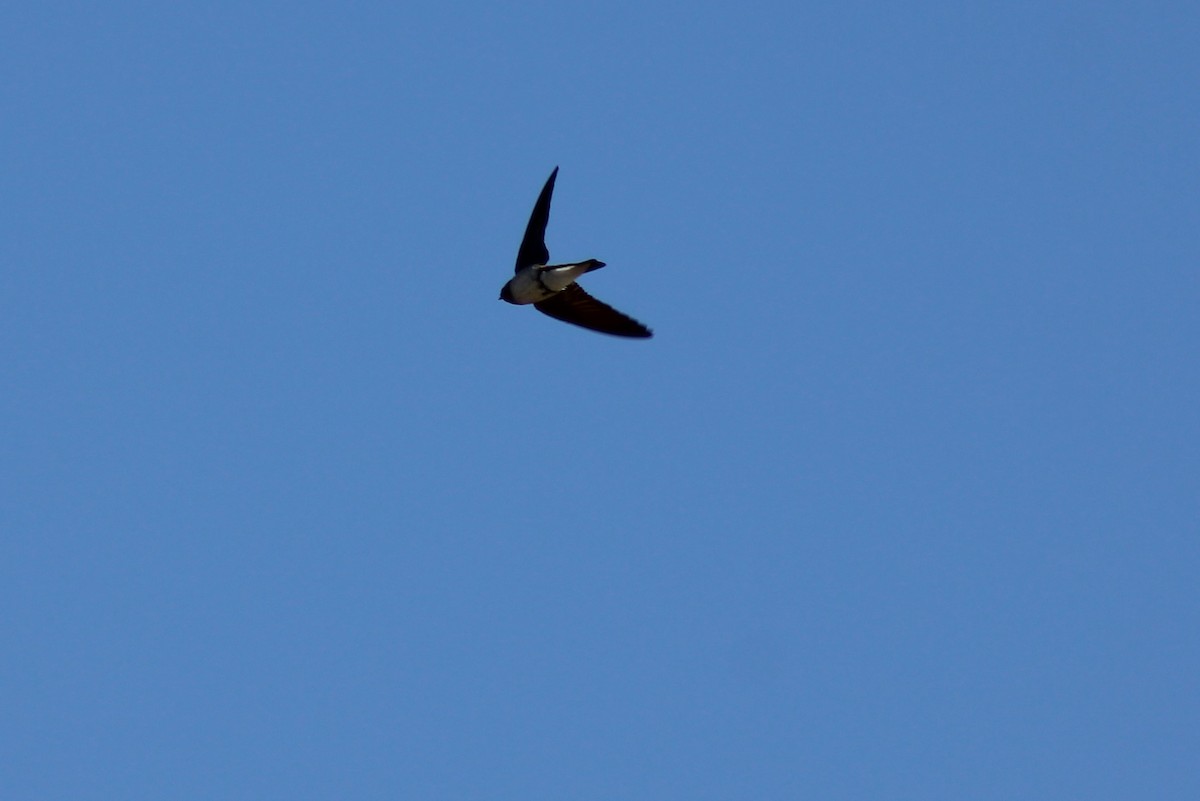 Northern Rough-winged Swallow - ML320349511