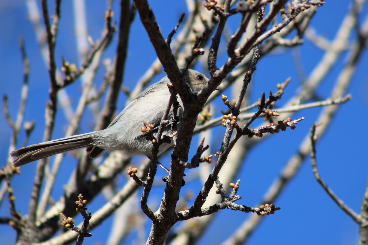 Bushtit - ML320349711