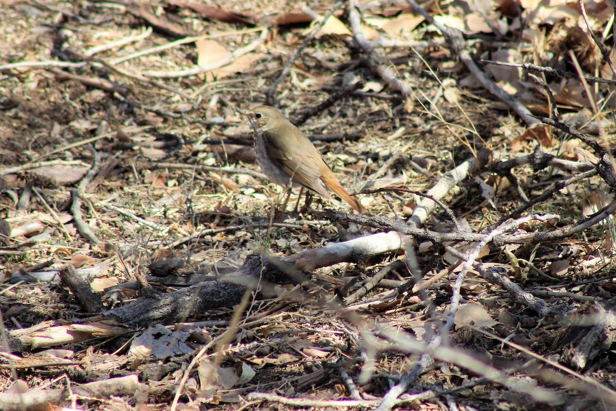 Hermit Thrush - ML320349891