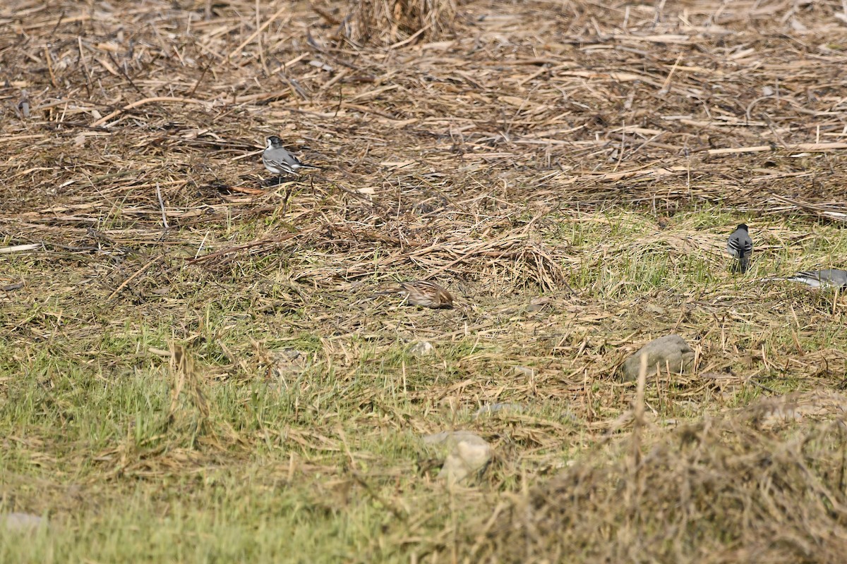 Reed Bunting - Василий Калиниченко