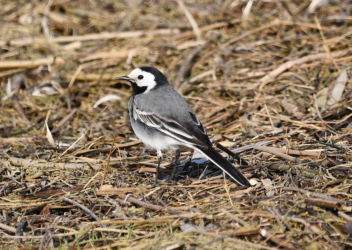 White Wagtail - Василий Калиниченко