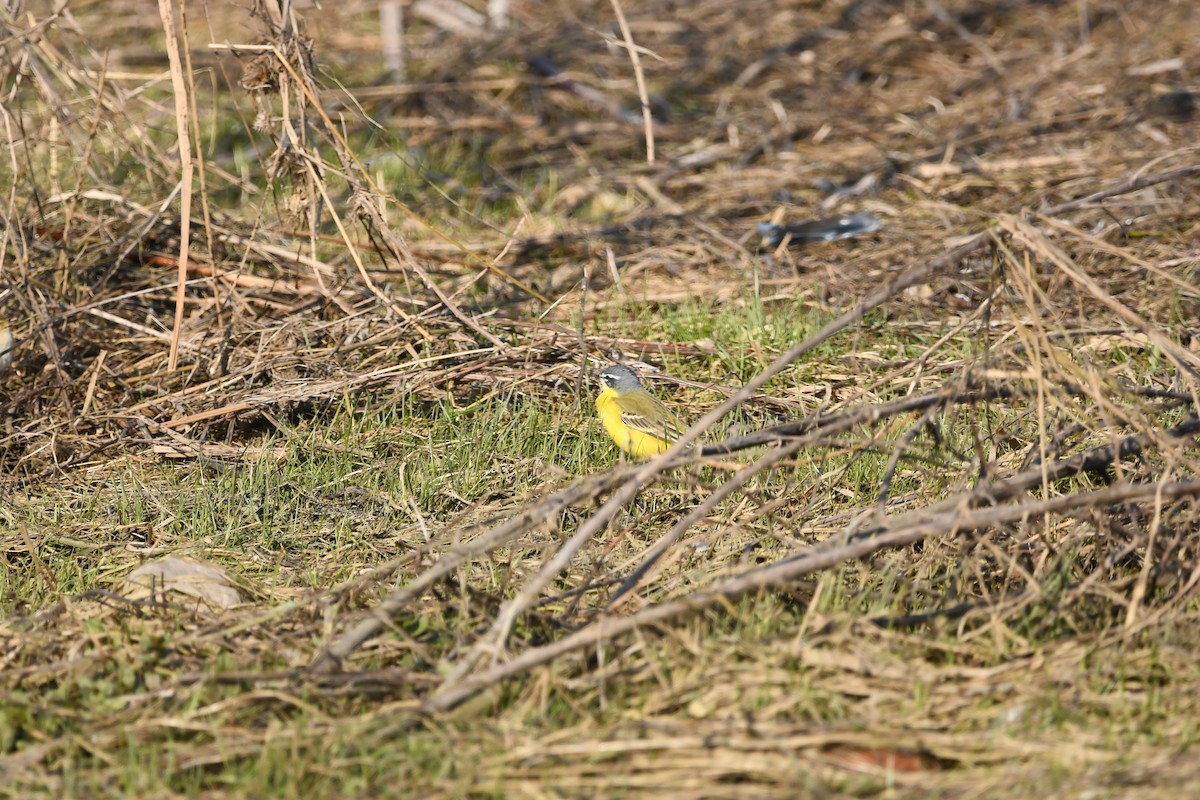 Western Yellow Wagtail (flava/beema) - ML320350501