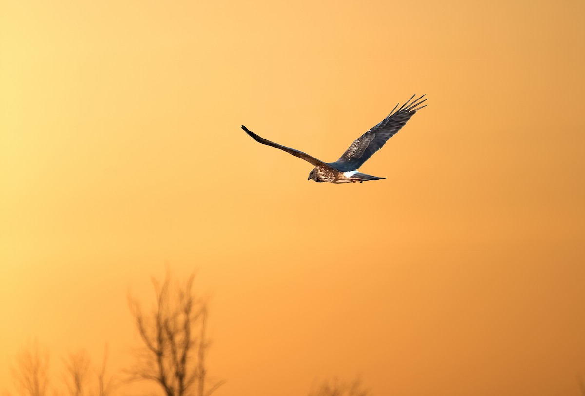 Northern Harrier - Rudy Pohl