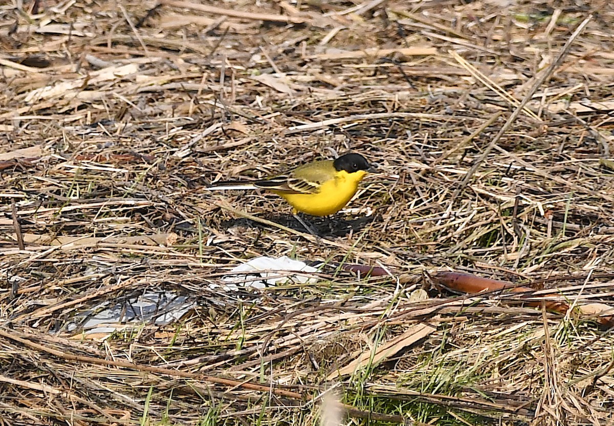 Western Yellow Wagtail (feldegg) - Василий Калиниченко