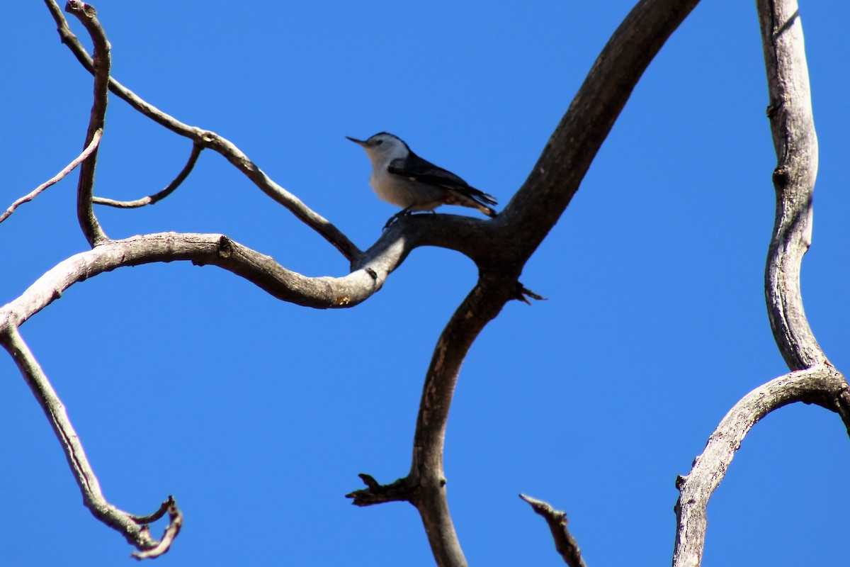 White-breasted Nuthatch - ML320350771