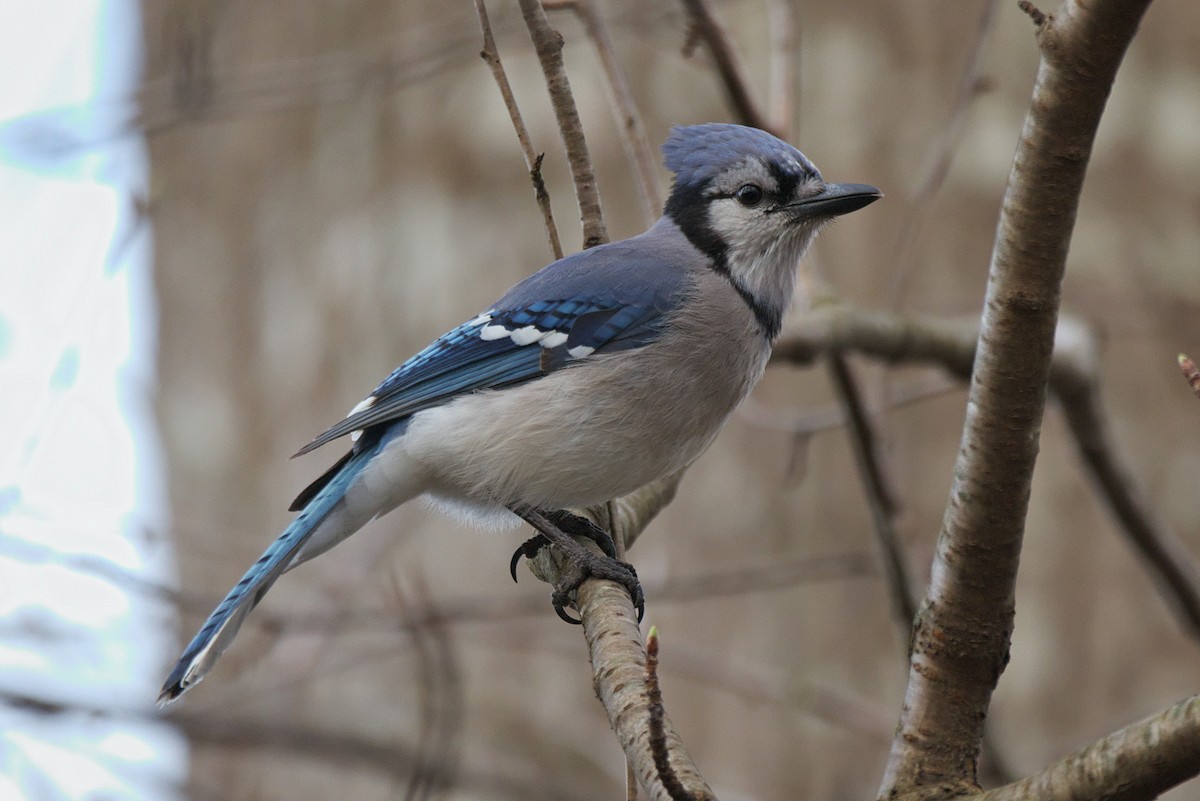 Blue Jay - ML320351491