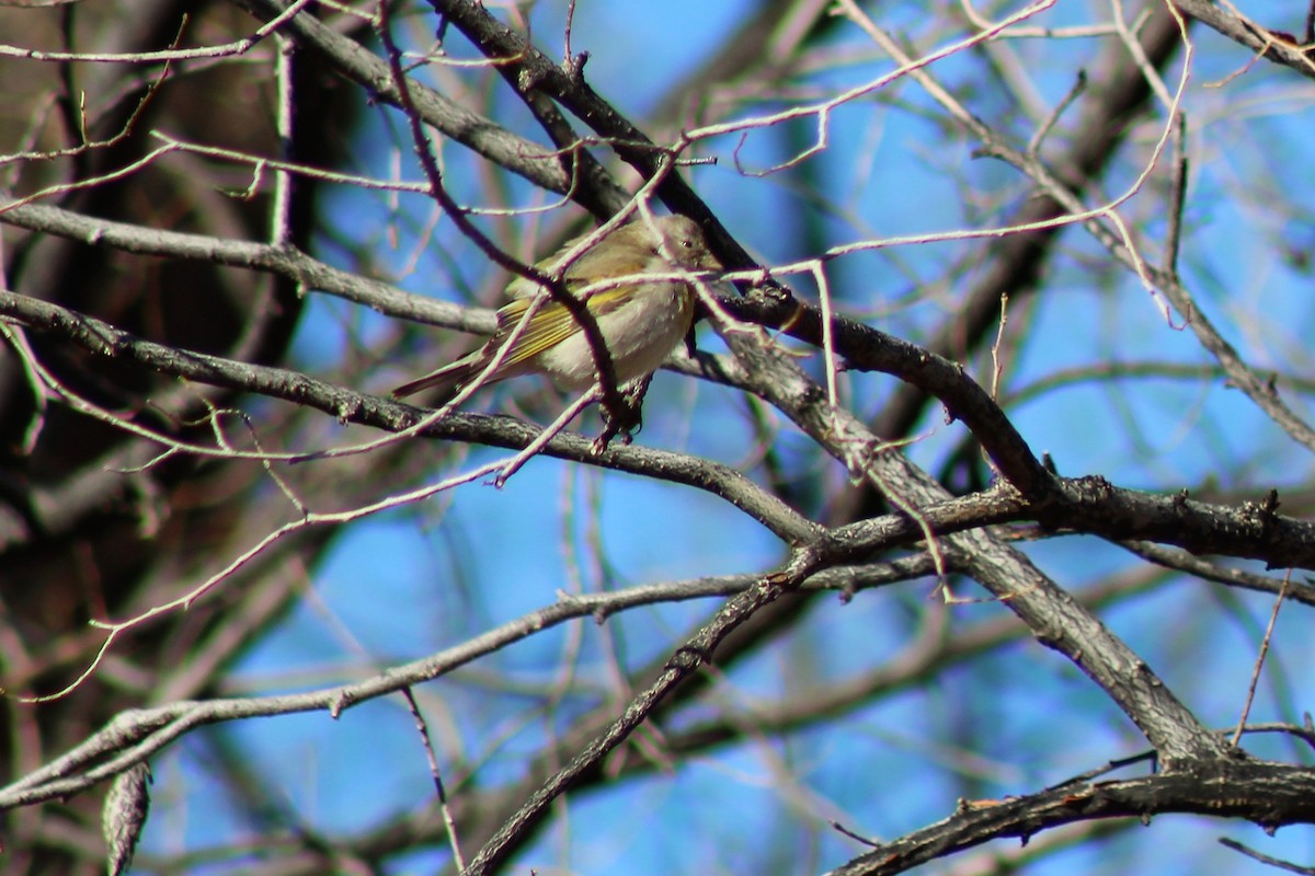 Lawrence's Goldfinch - ML320351551