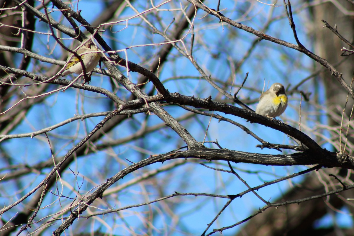 Lawrence's Goldfinch - ML320351621