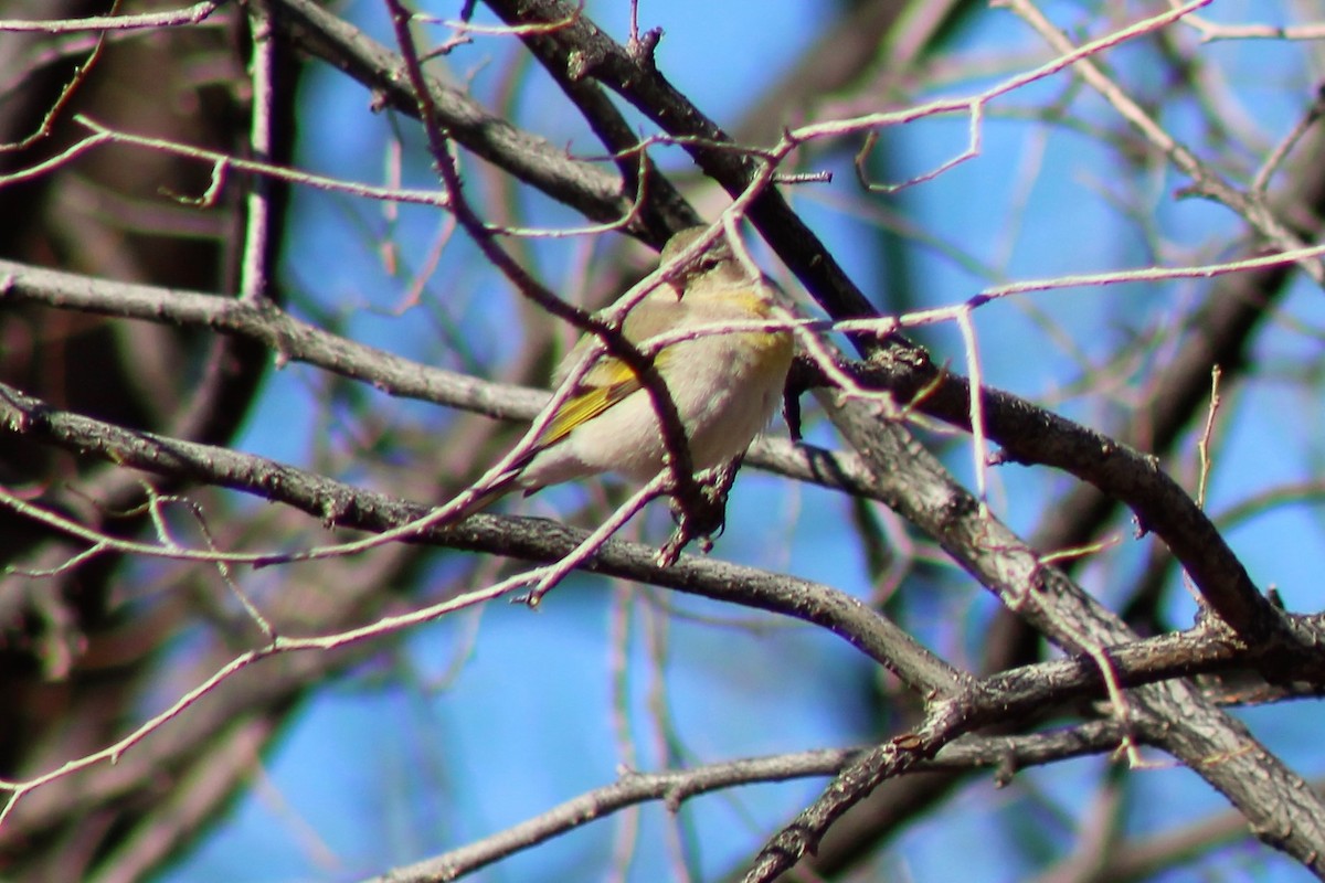 Lawrence's Goldfinch - ML320351631