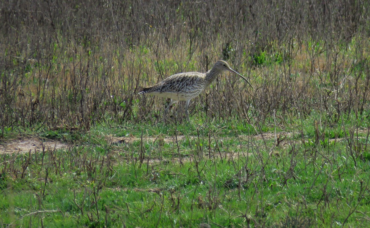 Eurasian Curlew - ML320352541