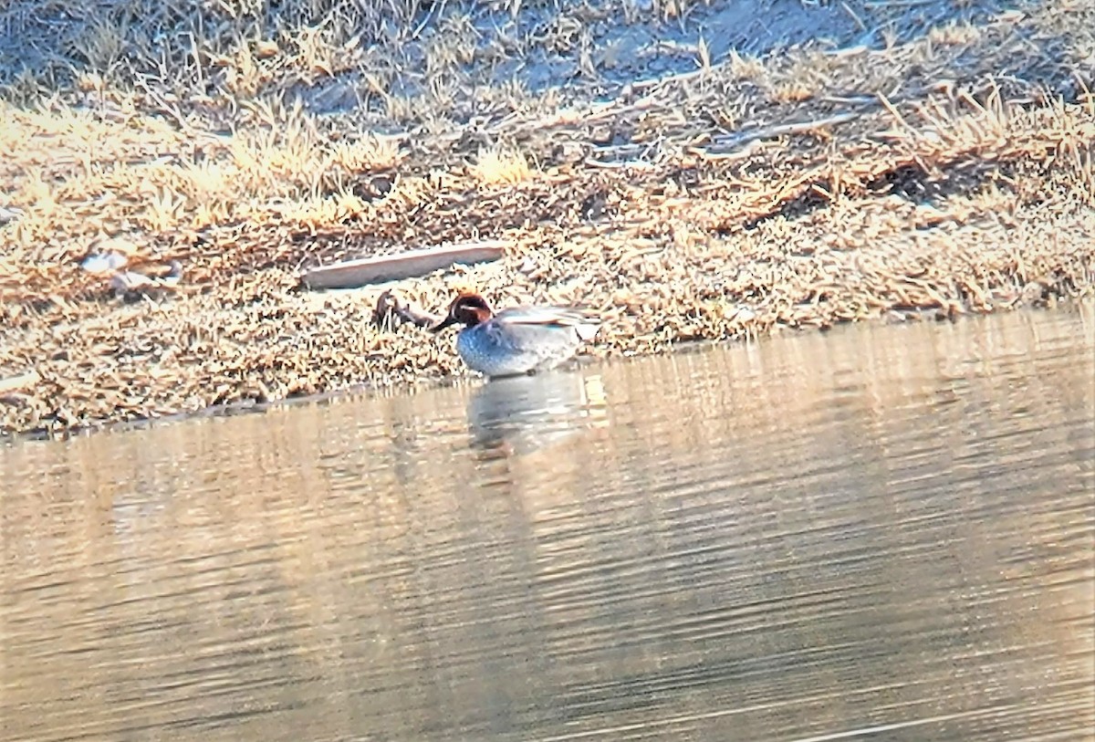 Green-winged Teal (Eurasian) - ML320353741