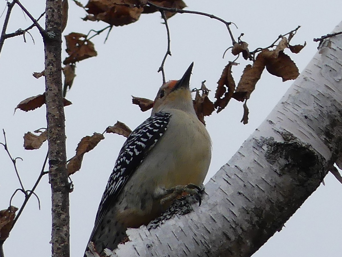 Red-bellied Woodpecker - ML320354751