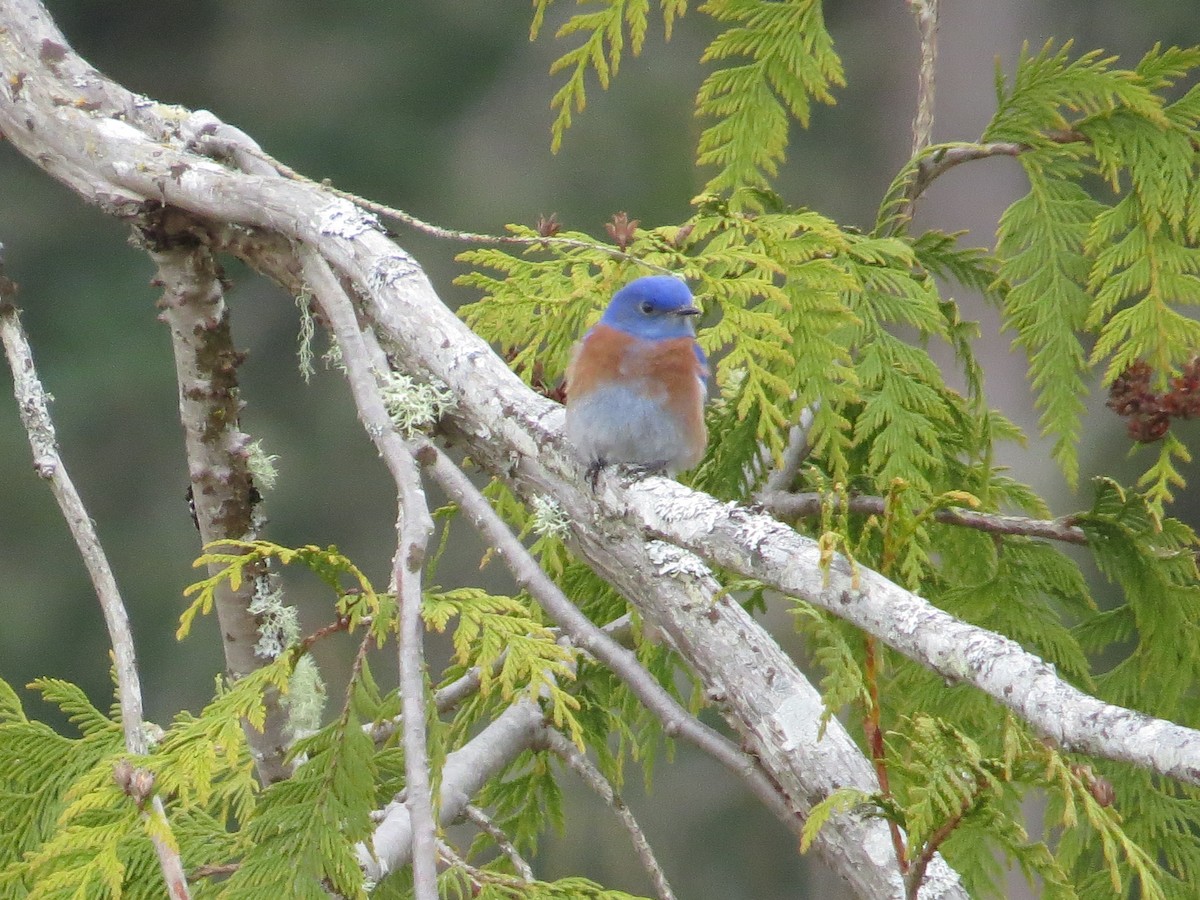 Western Bluebird - ML320356691