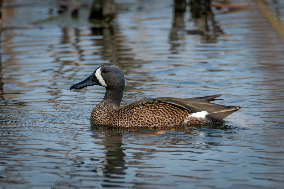 Blue-winged Teal - ML320356881
