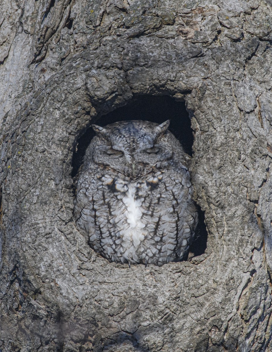Eastern Screech-Owl (Northern) - ML320357261