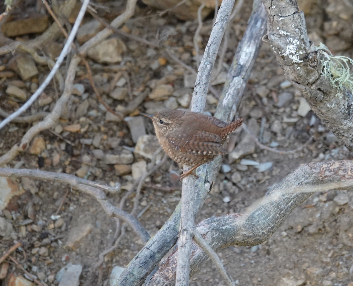 Pacific Wren - ML320357451