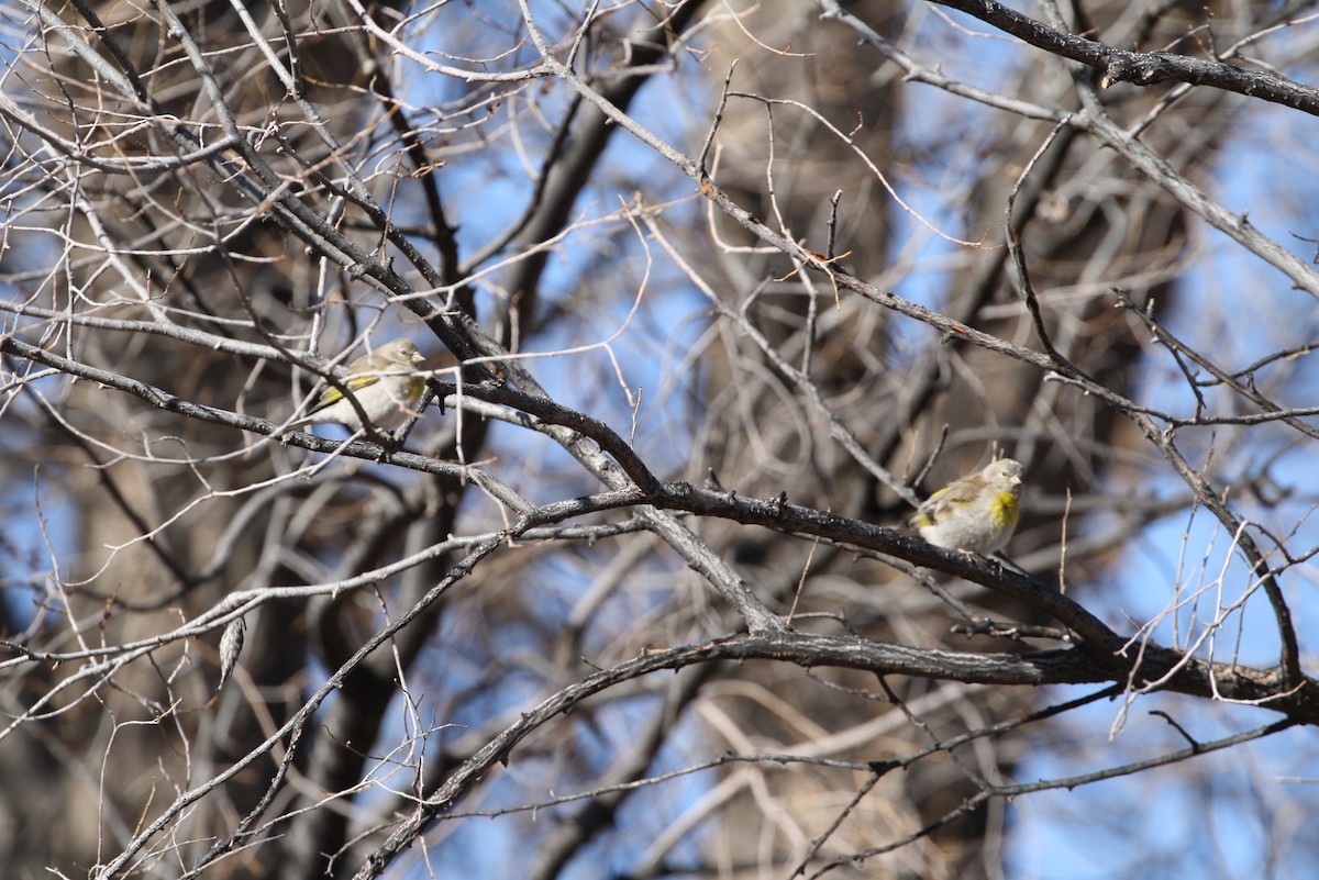 Lawrence's Goldfinch - Hank Taliaferro