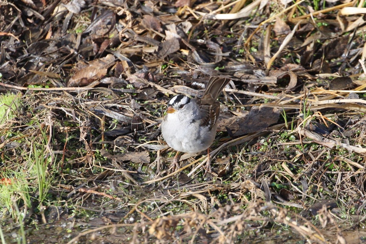 White-crowned Sparrow (Gambel's) - Hank Taliaferro