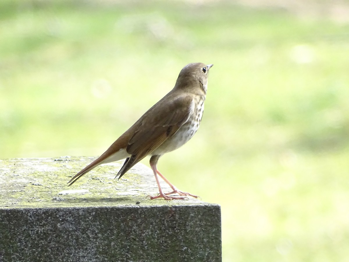 Hermit Thrush - ML320358881