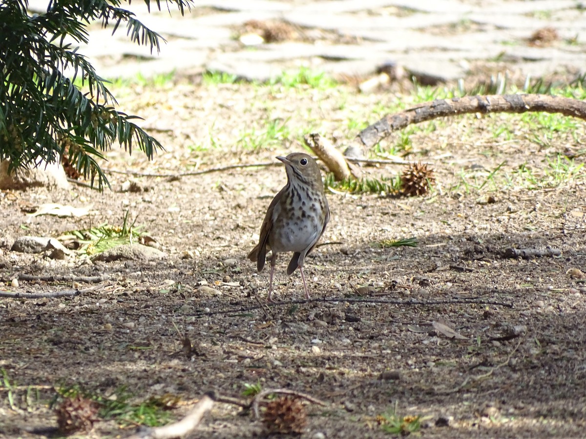 Hermit Thrush - ML320358901