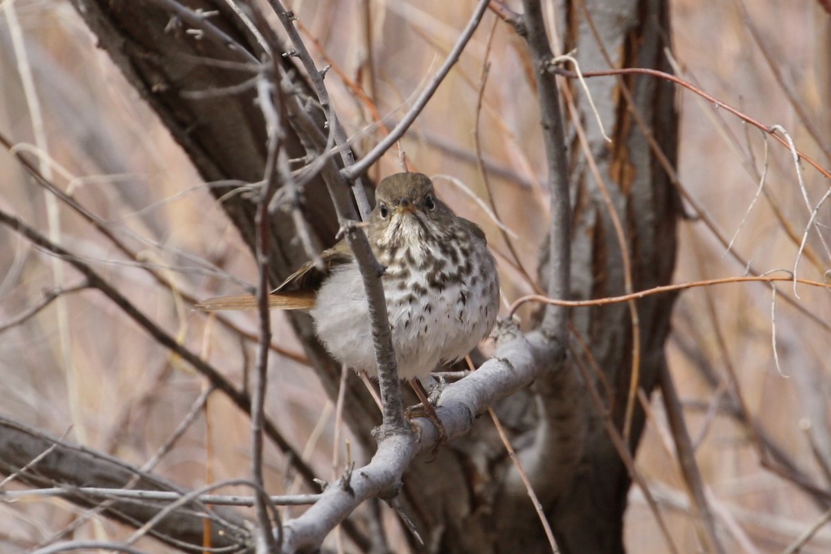 Hermit Thrush - ML320358971