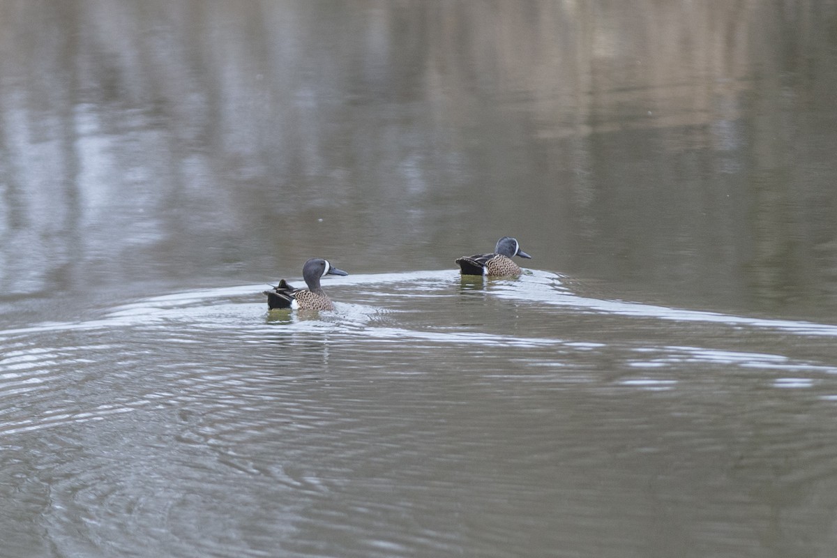 Blue-winged Teal - ML320359341