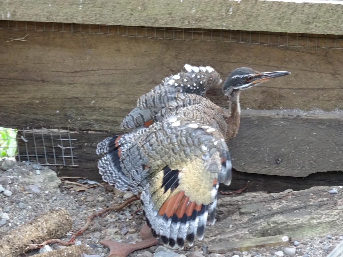 Sunbittern - Geraint Langford