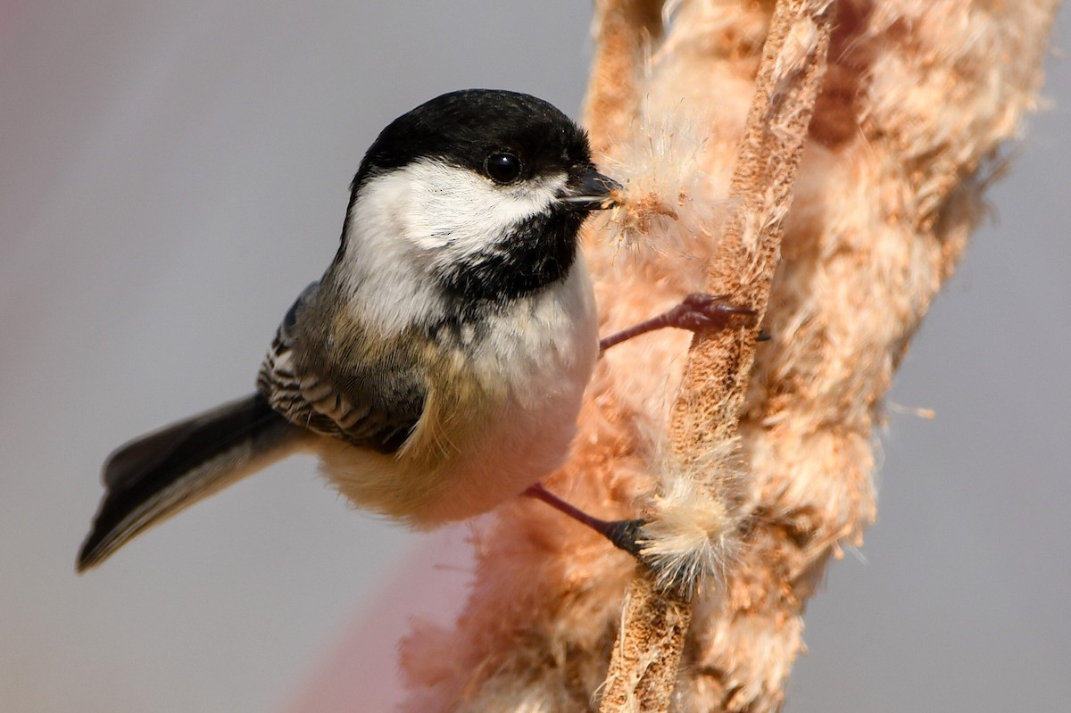 Black-capped Chickadee - Manny Salas