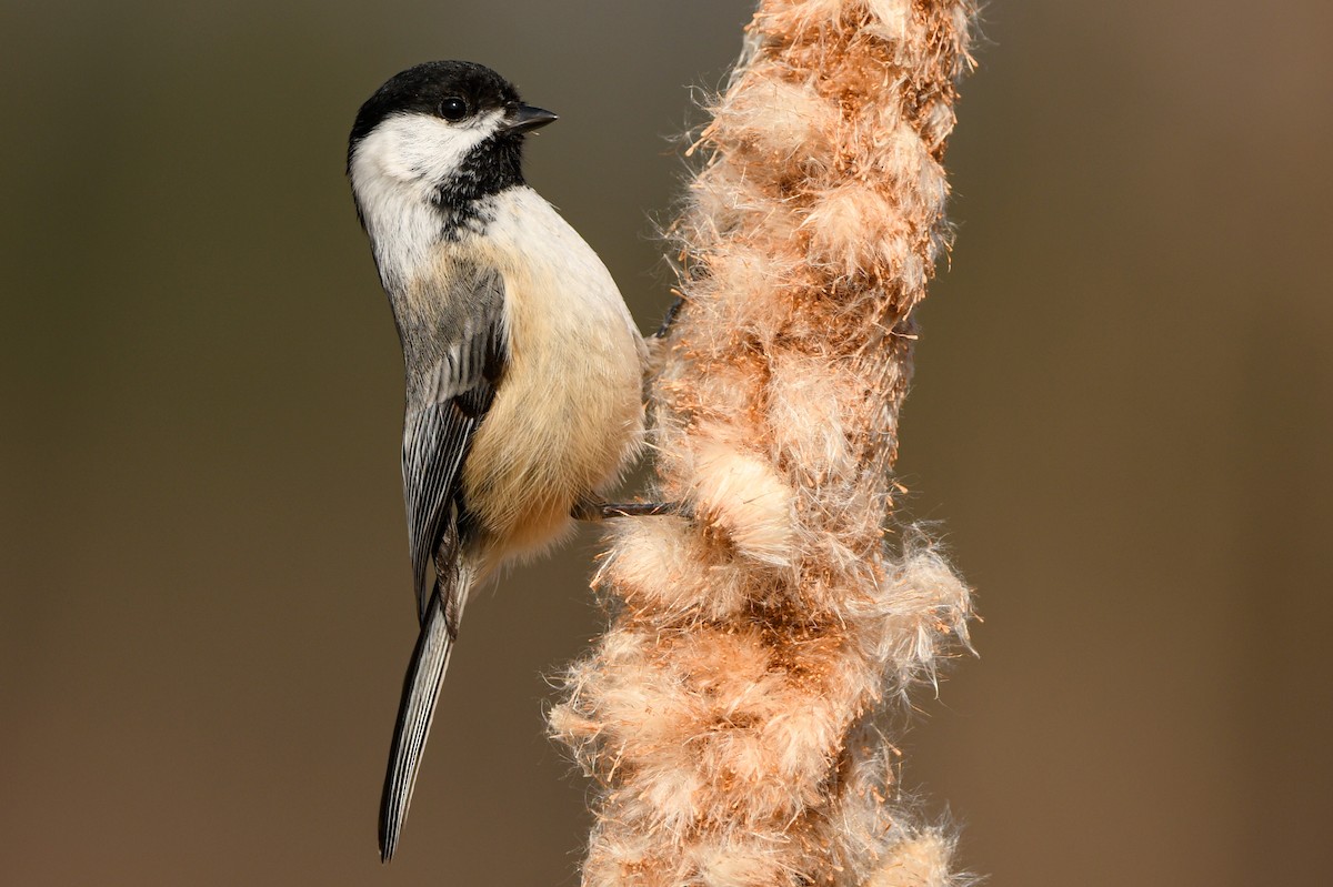 Black-capped Chickadee - ML320360201