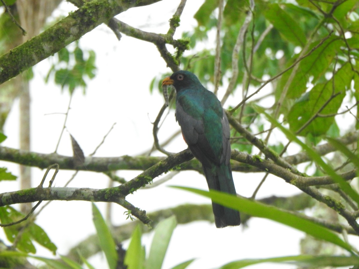 Trogon d'Équateur - ML320360891