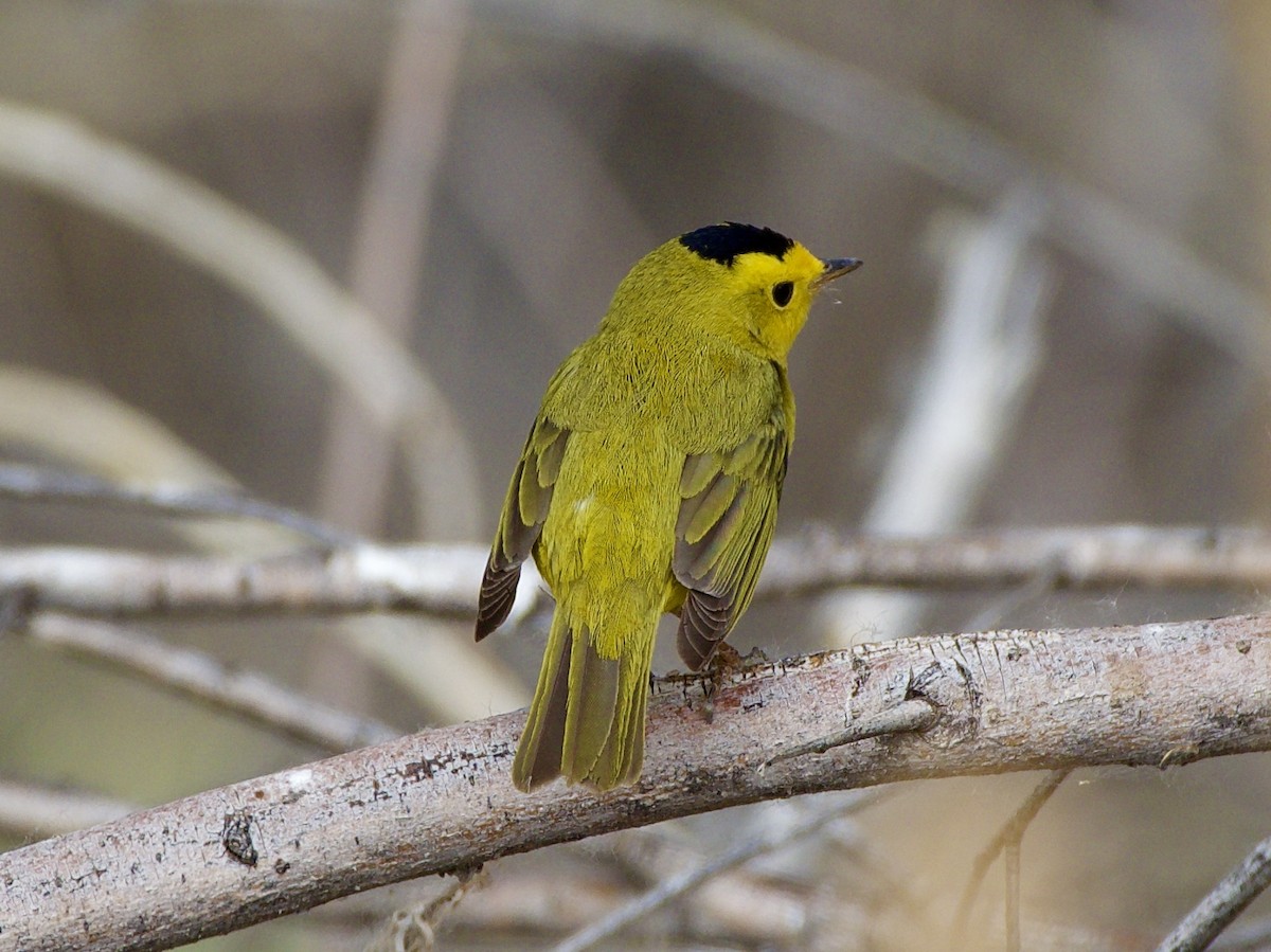 Wilson's Warbler - Bobby Wilcox