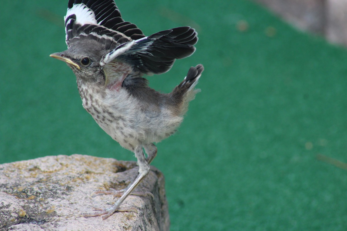 Northern Mockingbird - Matt  Papuchis