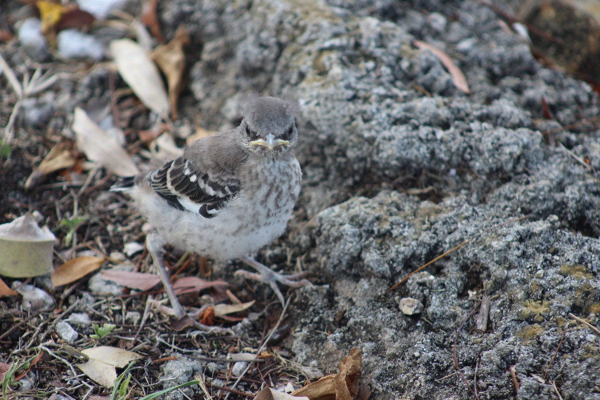 Northern Mockingbird - ML320362241