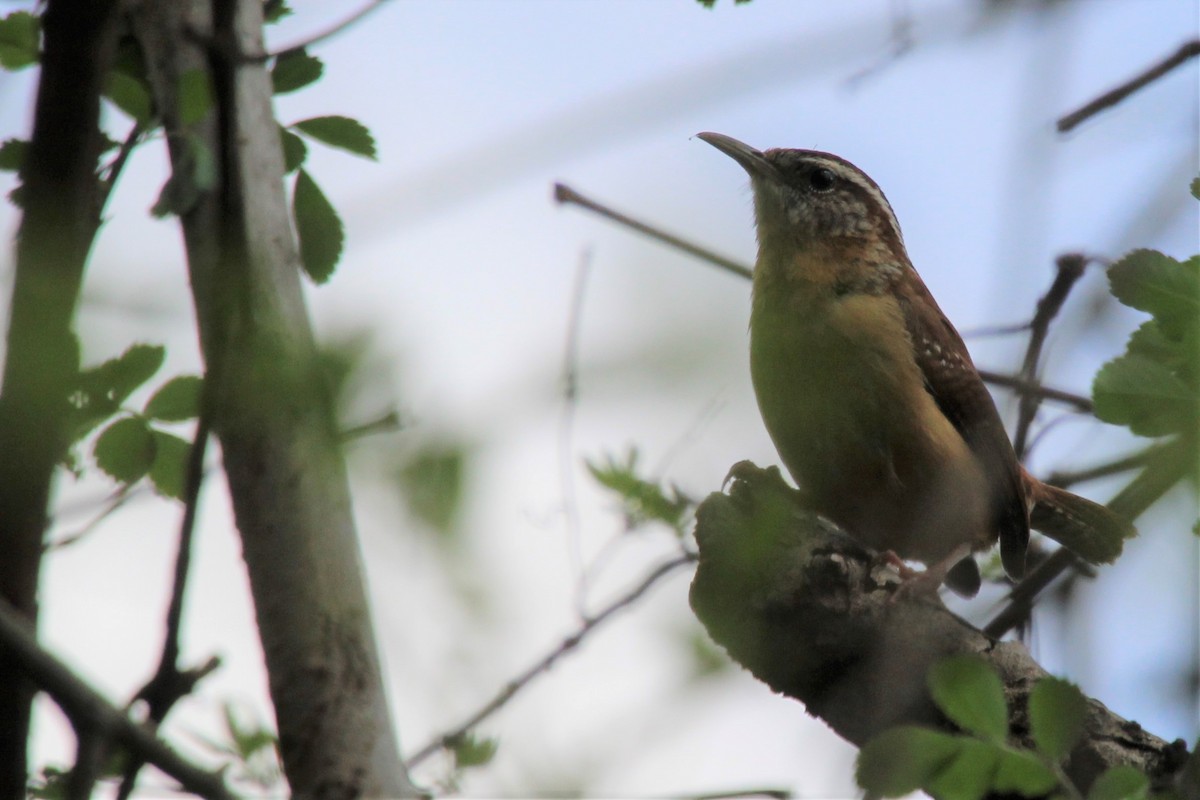 Carolina Wren - ML320362671